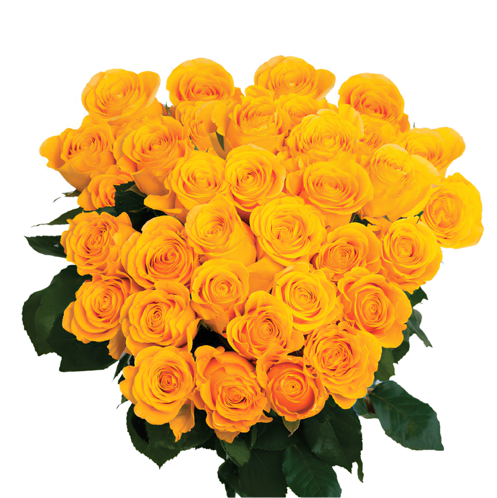 brighton yellow 09 (1)