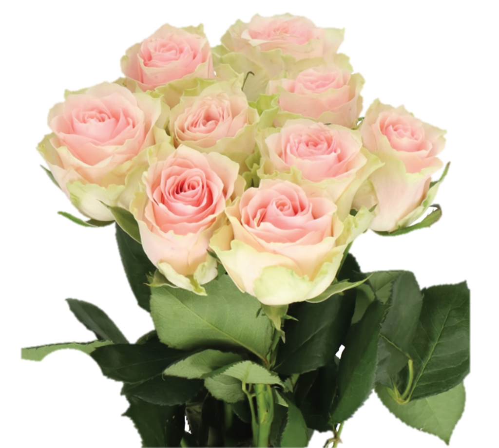 Frutetto Rosado Grande