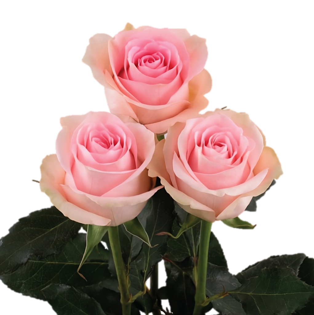 Rosa Luciano Palido Extragrande