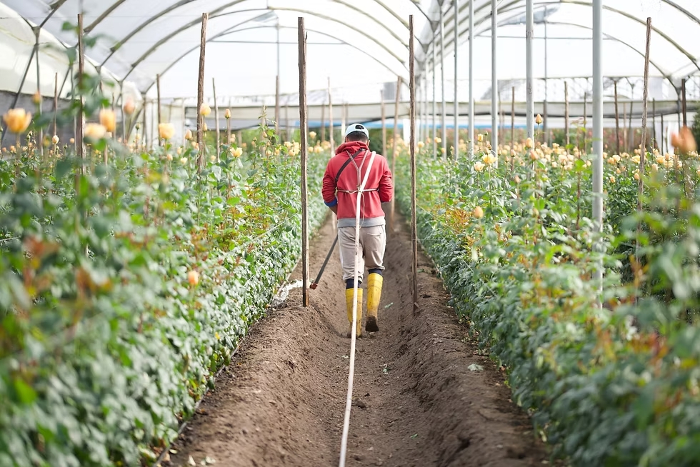 persona en campo de flores