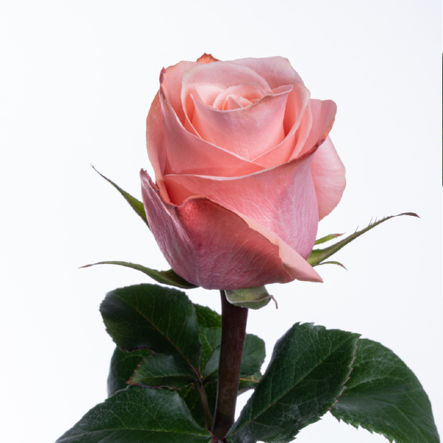be sweet 1 22 - XL Rose